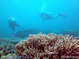 Apo Island Wide Angle 11