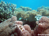 Apo Island Wide Angle 12