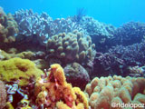 Apo Island Wide Angle 13