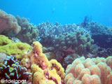 Apo Island Wide Angle 14