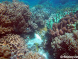 Apo Island Wide Angle 15