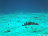 Apo Island Wide Angle 5