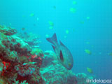 Apo Island Wide Angle 7