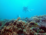 Apo Island Wide Angle 9