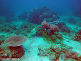 Apo Island Wide Angle