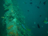 Coron Shipwreck 25