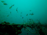 Coron Shipwreck 9