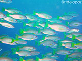 Dauin School of Fish 9