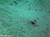 Dauin Stingray 2