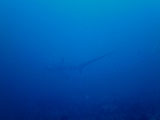 Malapascua Thresher Shark 1