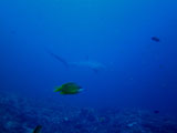 Malapascua Thresher Shark 3