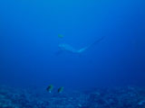 Malapascua Thresher Shark 5