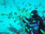 Puerto Galera Butterfly Fish