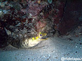 Puerto Galera Moray Eel 2