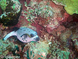 Siquijor Puffer Fish