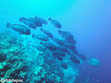 Tubbataha Humphead Parrot Fish