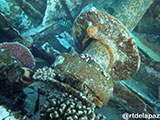 Tubbataha Malayan Wreck 2