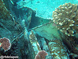 Tubbataha Malayan Wreck 4