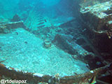 Tubbataha Malayan Wreck 5