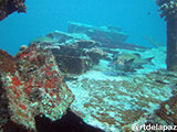 Tubbataha Malayan Wreck 8