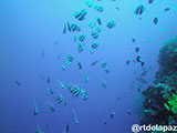 Tubbataha Moorish Idol 2