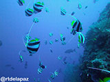 Tubbataha Moorish Idol 3