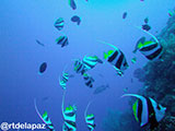 Tubbataha Moorish Idol 4