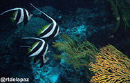 Tubbataha Moorish Idol 5