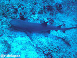 Tubbataha Shark 16