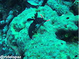 Verde Island Nudibranch 1