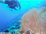 Verde Island Sea Fan 1