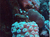 Verde Island Sea Slug