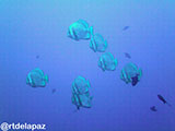 Verde Island Spade Fish 1