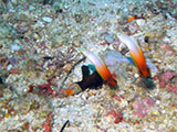 Anilao Fire Goby