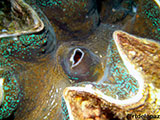 Anilao Giant Clam