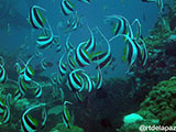 Anilao Moorish Idol 2