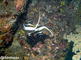 Anilao Moorish Idol