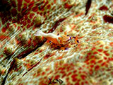 Anilao Emperor Shrimp 27