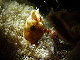 Anilao Juvenile Frogfish 10