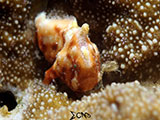 Anilao Juvenile Frogfish 5