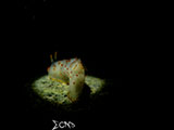 Anilao Nudibranch 465