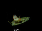 Anilao Nudibranch 467