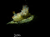 Anilao Nudibranch 468