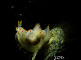 Anilao Nudibranch 469