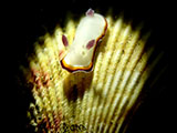 Anilao Nudibranch 472