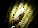 Anilao Nudibranch 473