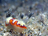 Anilao Nudibranch 476