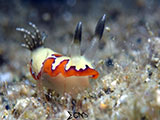 Anilao Nudibranch 477