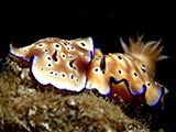 Anilao Nudibranch 480