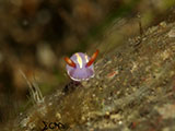 Anilao Nudibranch 481